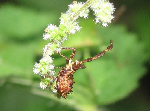 Ninfa di Coreus marginatus?